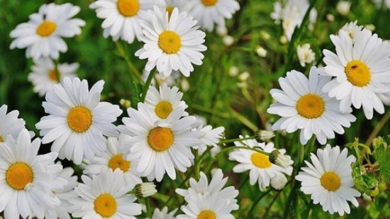 Bật mí mẹo nhỏ khi lấy chai lọ không dùng để cắm hoa cúc trắng đẹp nhất
