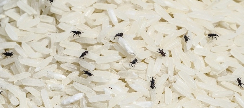 Gạo đã củ dễ xuất hiện mùi hôi và nấm mốc