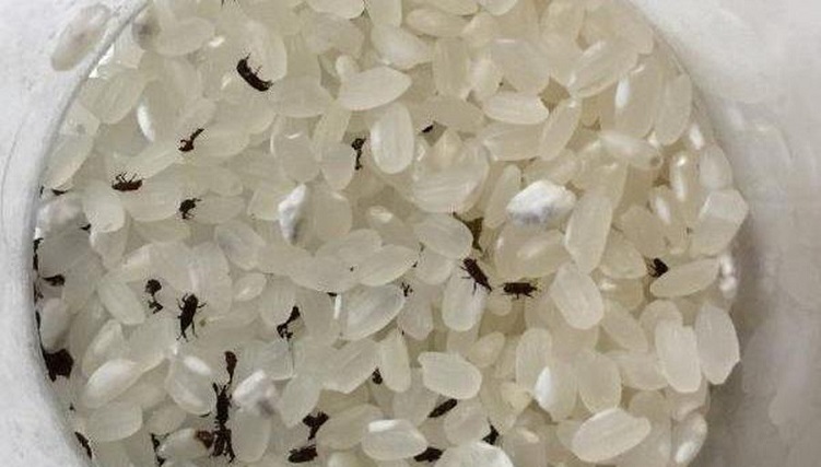 Mối mọt làm ảnh hưởng đến chất lượng của gạo